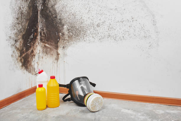 Office Mold Removal Services in Alpha, NJ