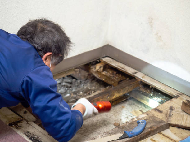 Mold Testing and Removal in Alpha, NJ