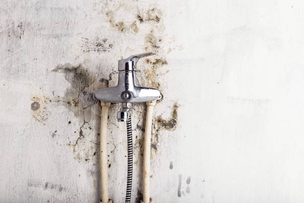 Best Professional Mold Removal  in Alpha, NJ