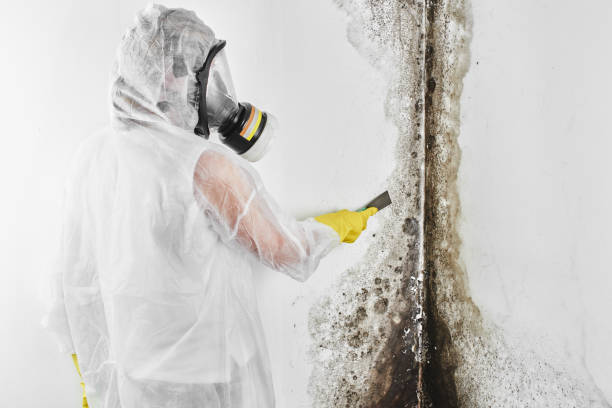 Certified Mold Removal in Alpha, NJ