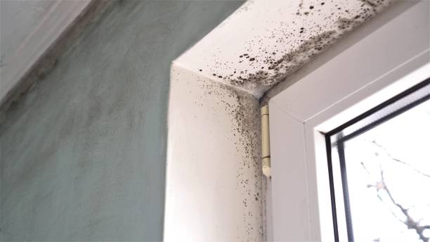 Home Mold Removal in Alpha, NJ