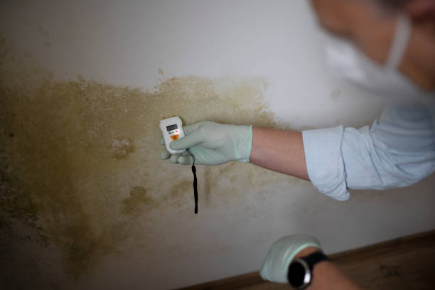Professional Mold Removal in Alpha, NJ