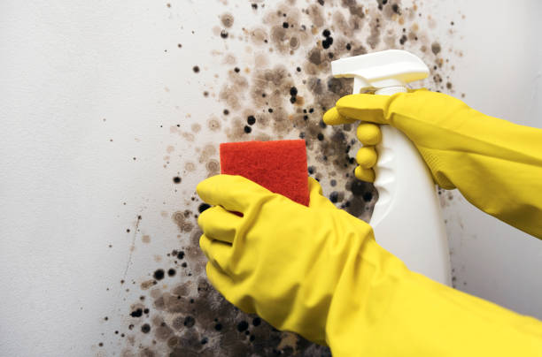 Best Mold Cleaning Services  in Alpha, NJ