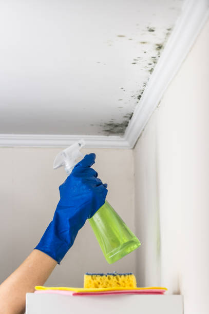 Best Fast Mold Removal  in Alpha, NJ