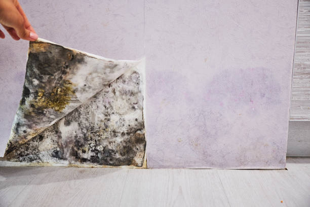 Best Mold Inspection  in Alpha, NJ